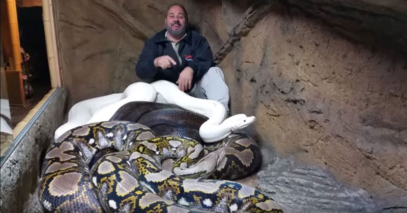Guy Can't Stop Laughing at Giant Python Casually Attacking Him