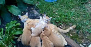 kitten waving kitten waving