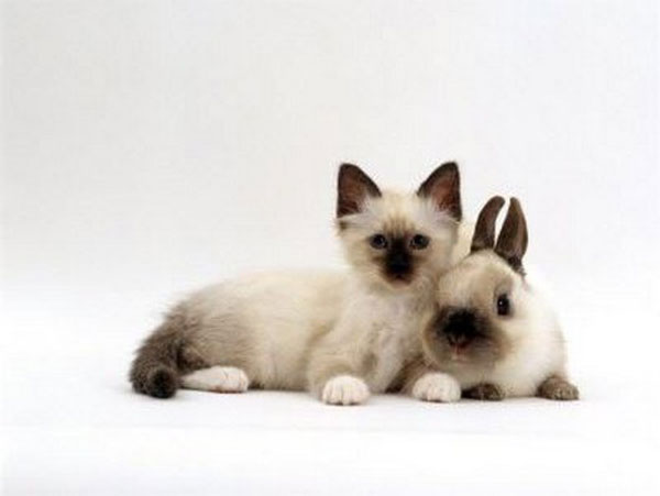 kittens-and-their-matching-bunnies-5 » TwistedSifter