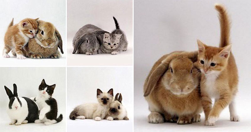 Kittens and their Matching Bunnies