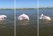 Rare Pink Dolphin Spotted in Lake Calcasieu, Louisiana