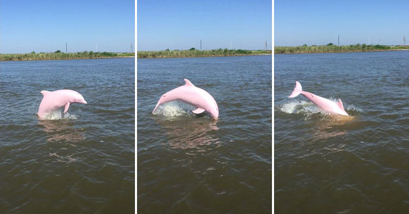 Rare Pink Dolphin Spotted In Lake Calcasieu Louisiana Twistedsifter