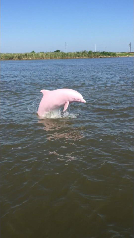 pinkie pink dolphin lake calcasieu louisiana reddit sloshyjacob 4 Rare Pink Dolphin Spotted in Lake Calcasieu, Louisiana