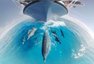 360 Underwater Video Lets You Swim With Dolphins