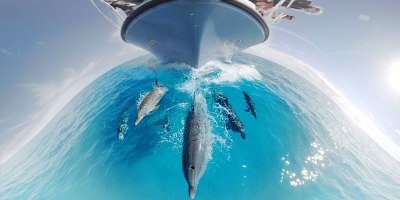 360 Underwater Video Lets You Swim With Dolphins