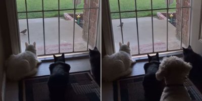 Vid Perfectly Sums Up Difference Between Cats and Dogs
