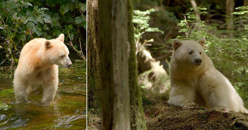 10 Things You Didn't Know About the Rare and Elusive Spirit Bear