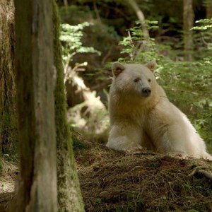 white fur black bear spirit kermode bear 3 white fur black bear spirit kermode bear 3