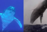 40-Tonne Humpback Breaches Right in Front of Snorkeler