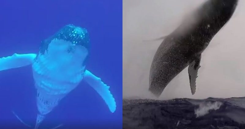 40-Tonne Humpback Breaches Right in Front of Snorkeler