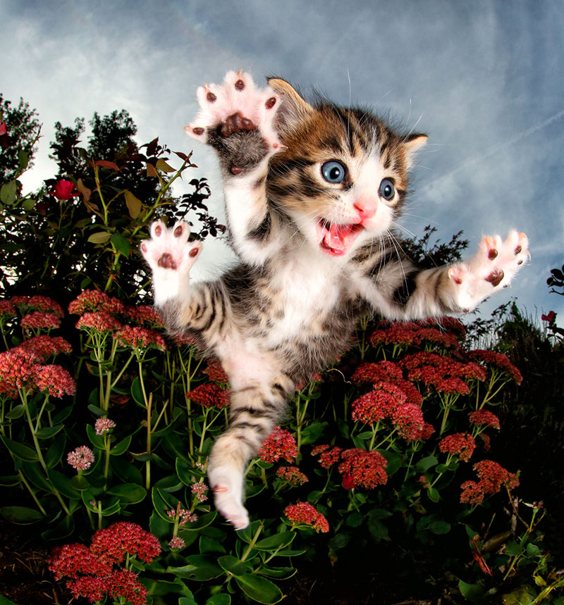 chicken flowers low Just a Gallery of Kittens Mid Pounce