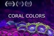 This Coral Timelapse Took One Year and 25,000 Photos to Create