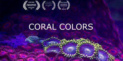 This Coral Timelapse Took One Year and 25,000 Photos to Create