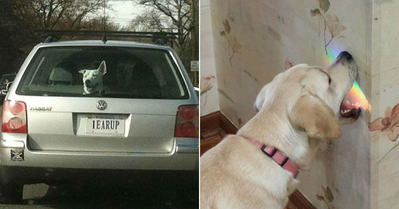 The Shirk Report – Volume 391