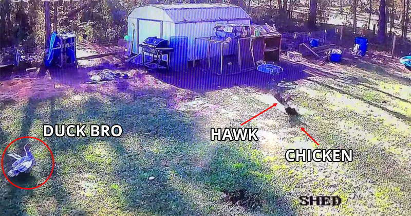 duck bro saves chicken from hawk Felix the Duck Saves His Chicken Friend from a Preying Hawk