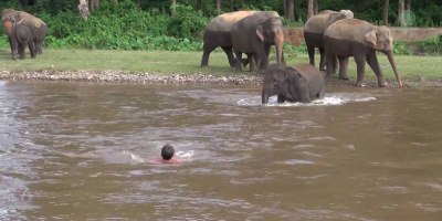 Elephant Rushes Into Water to Save Person She Thinks Is Drowning