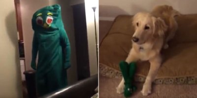 Guy Dresses Up as His Dog's Favorite Chew Toy and Amazingness Ensues