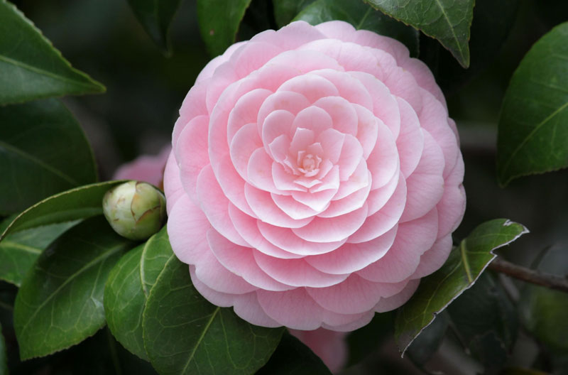 perfect camellia flower close up Picture of the Day: Pink Perfection