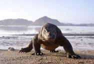 This Planet Earth II Extended Trailer Will Give You Chills
