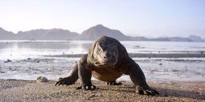 This Planet Earth II Extended Trailer Will Give You Chills