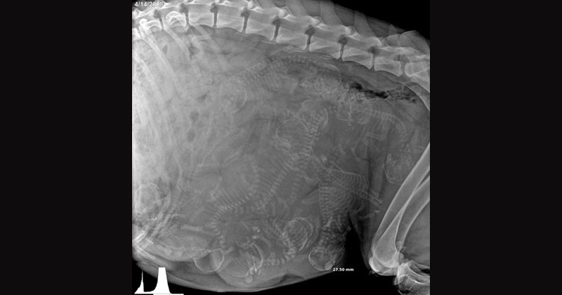 Picture of the Day: X-Ray of a Pregnant Dog