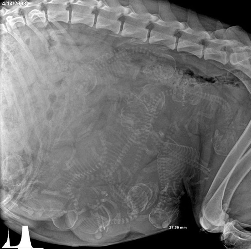 pregnant dog xray 4 Picture of the Day: X Ray of a Pregnant Dog