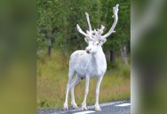 Picture of the Day: Rare White Reindeer Spotted in Mala, Sweden