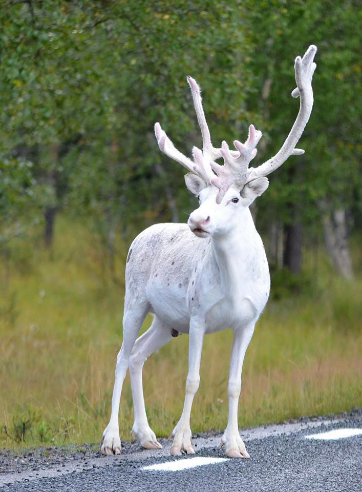 white albino reindeer sweden Picture of the Day: Rare White Reindeer Spotted in Mala, Sweden