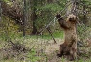 This Compilation of Bears Using Trees to Scratch Their Backs has the Perfect Soundtrack