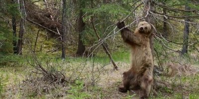 This Compilation of Bears Using Trees to Scratch Their Backs has the Perfect Soundtrack