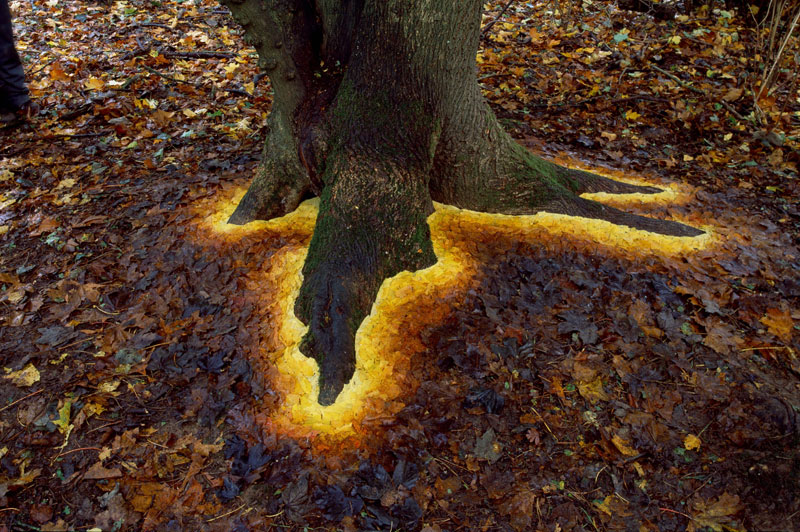 Picture of the Day: Carefully Arranged Leaves Make This Tree Glow