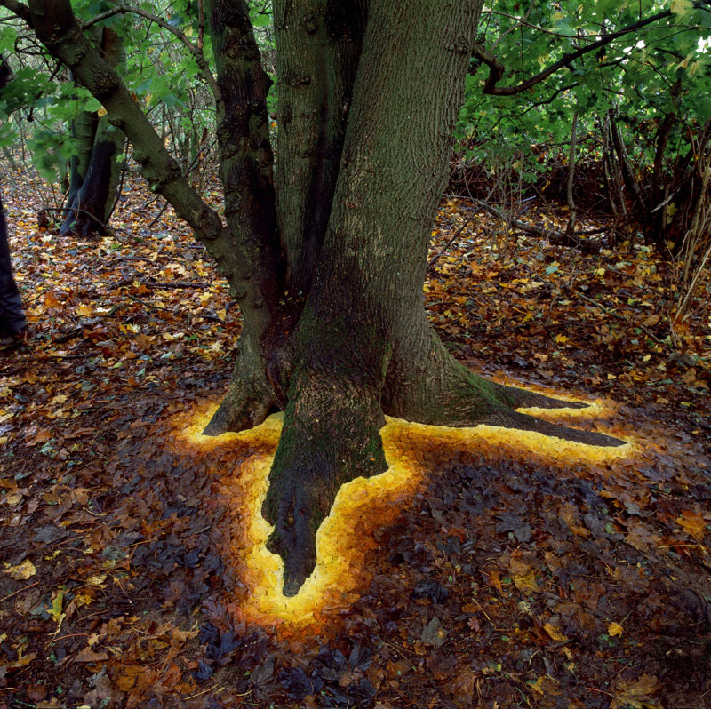 andy goldsworthy arranges leaves to make tree look like it has a glowing base Picture of the Day: Carefully Arranged Leaves Make This Tree Glow