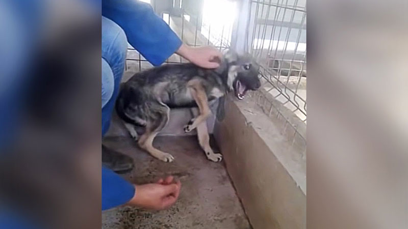 Dog Traumatized by Abuse is Caressed for the First Time » TwistedSifter