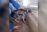 Dog Traumatized by Abuse is Caressed for the First Time