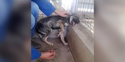 Dog Traumatized by Abuse is Caressed for the First Time