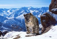Rare Footage of the Elusive Snow Leopards of the Himalayas