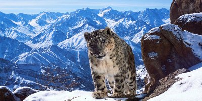 Rare Footage of the Elusive Snow Leopards of the Himalayas