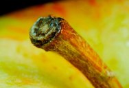 Objects In Macro: Can You Identify Them Before the Camera Zooms Out?