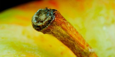 Objects In Macro: Can You Identify Them Before the Camera Zooms Out?
