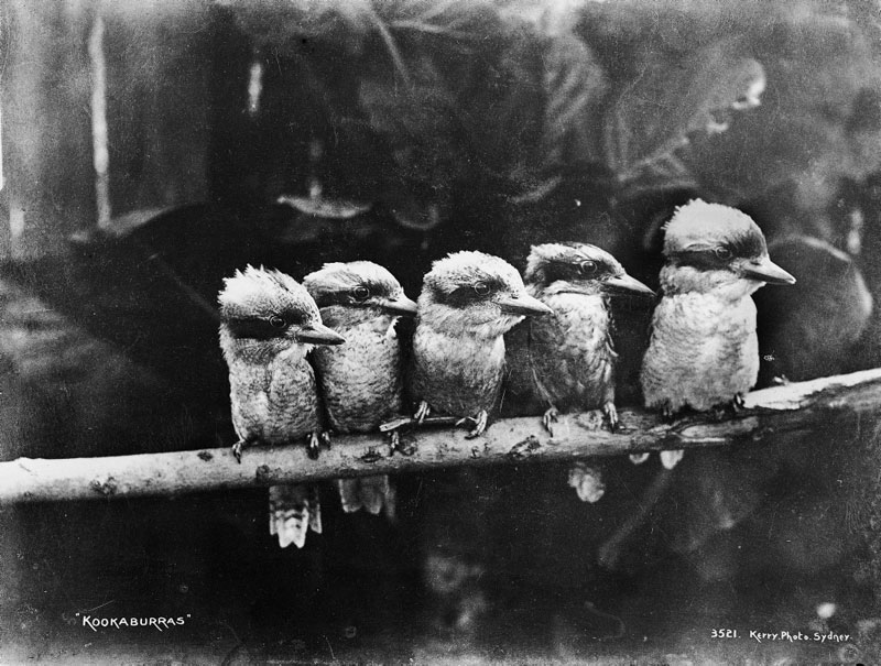 Picture of the Day: Kookaburras, circa 1900