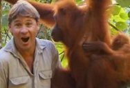 Remembering Steve Irwin’s Incredible Encounter with an Orangutan Mom and Her Baby