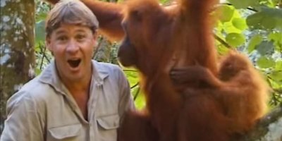 Remembering Steve Irwin's Incredible Encounter with an Orangutan Mom and Her Baby