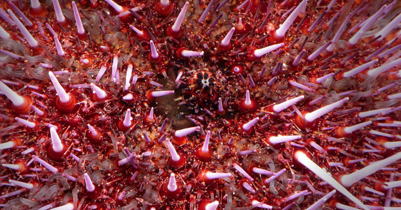 To Become an Adult, a Sea Urchin is Reborn by Pulling Itself Inside Out