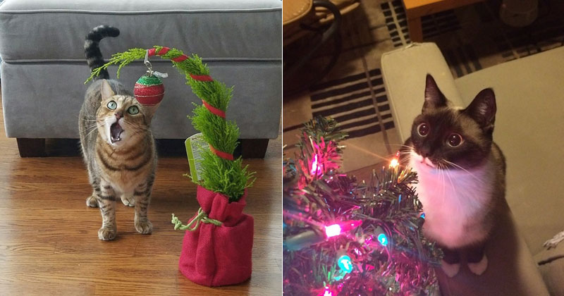 Cats That Can't Believe It's Christmas