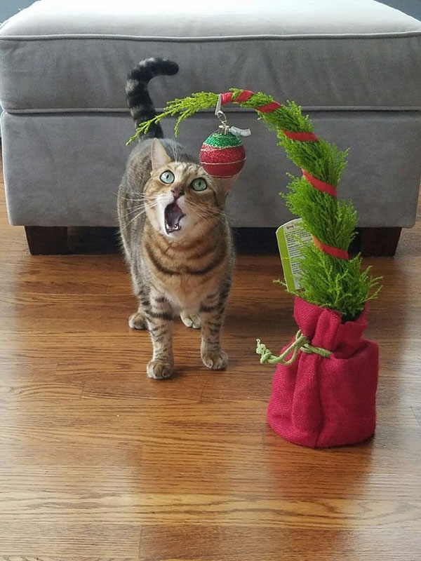 cats that cant believe its christmas 4 Cats That Cant Believe Its Christmas