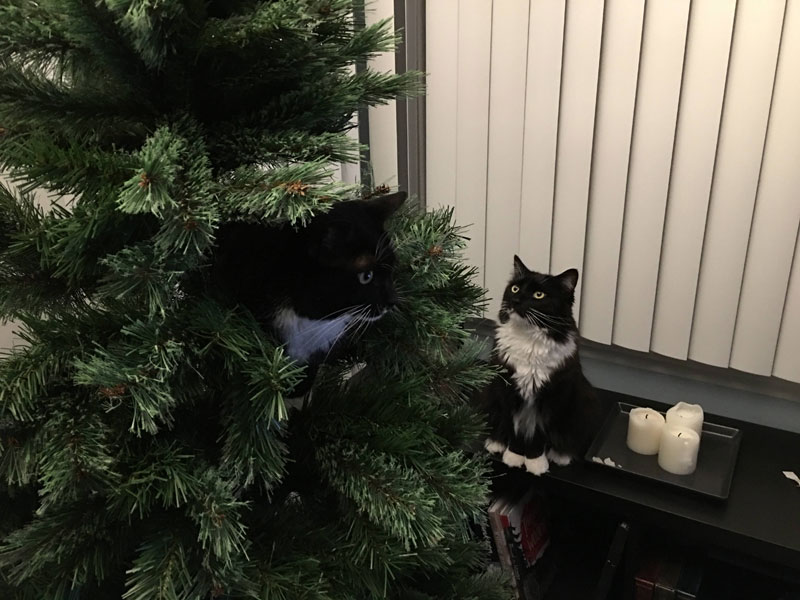 cats that cant believe its christmas 6 Cats That Cant Believe Its Christmas