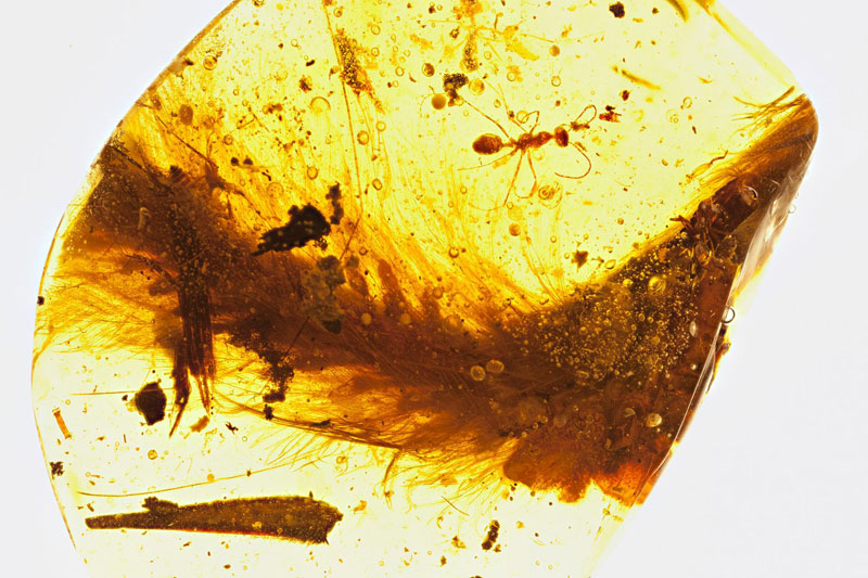 feathers on dinosaur tail in amber Picture of the Day: A Feathered Dinosaur Tail Preserved in Amber