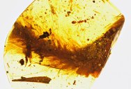 Picture of the Day: A Feathered Dinosaur Tail Preserved in Amber