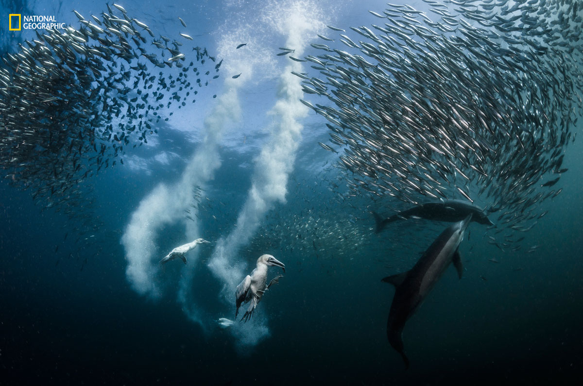 greg lecoeur ngnp grand prize action11 The Winners of the 2016 National Geographic Nature Photographer of the Year Contest