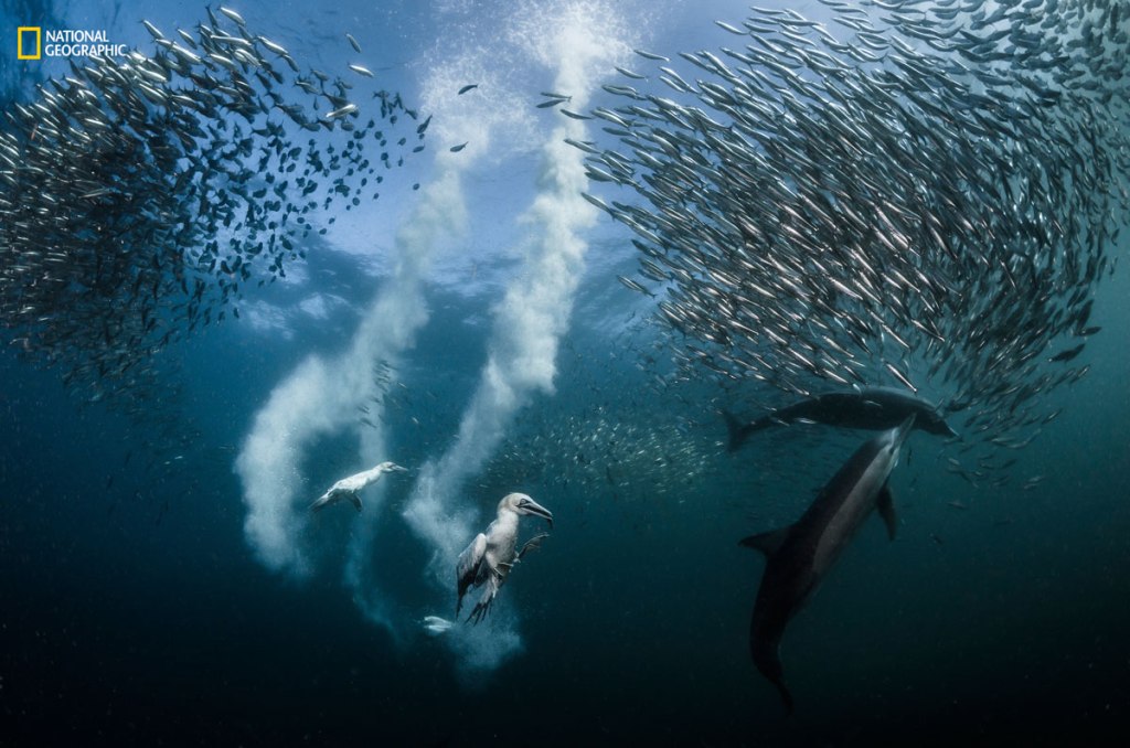 The Winners of the 2016 National Geographic Nature Photographer of the Year Contest